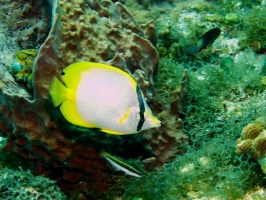Spotfin Butterflyfish IMG 9164